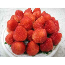 HACCP gefrorene Erdbeere IQF Erdbeeren